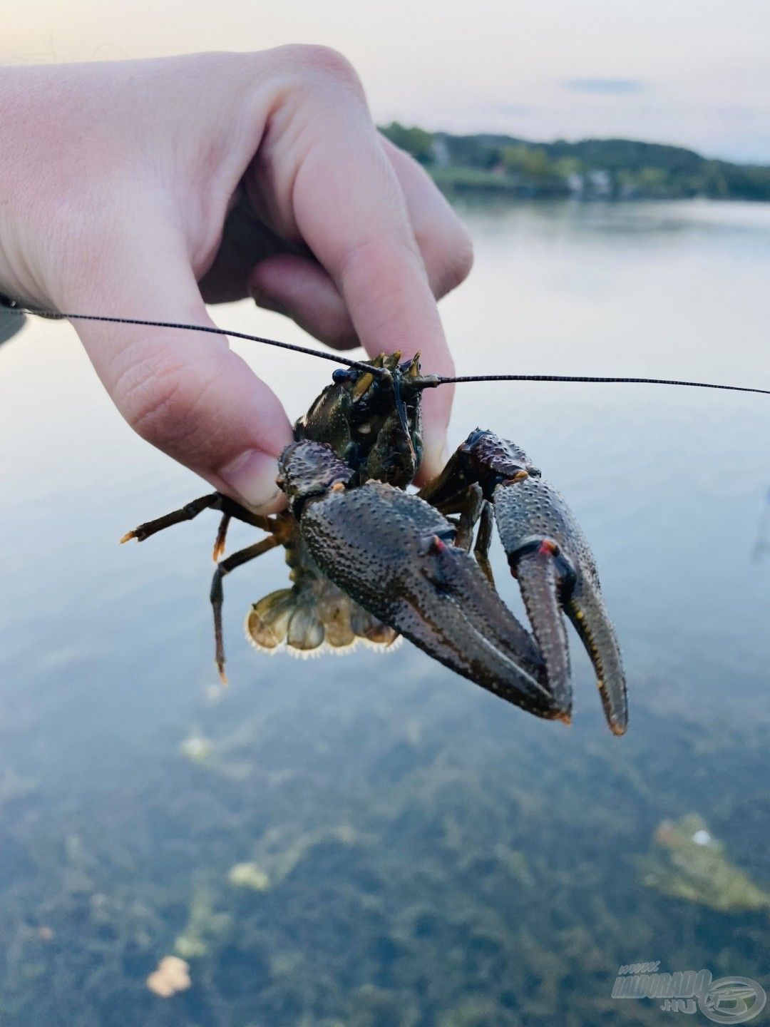 A rákokból is szívesen falatoznak a nagyobb pontyok