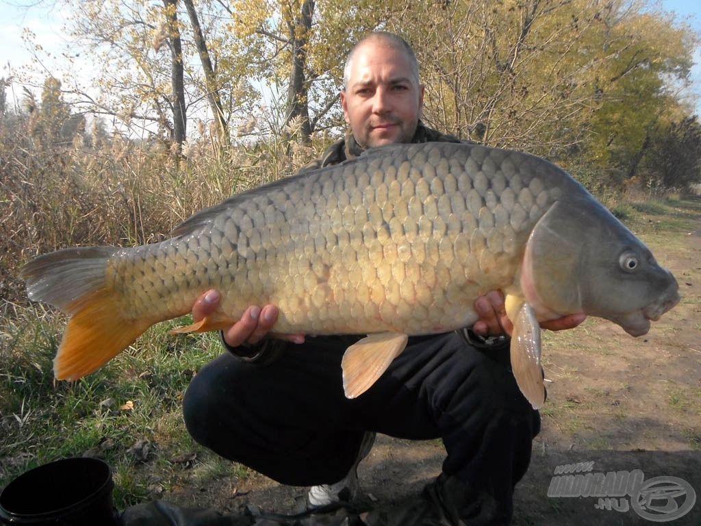 8,50 kg-os tőponty