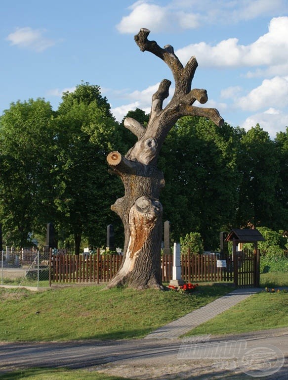 A falu híres fája, a Rákóczi tölgy
