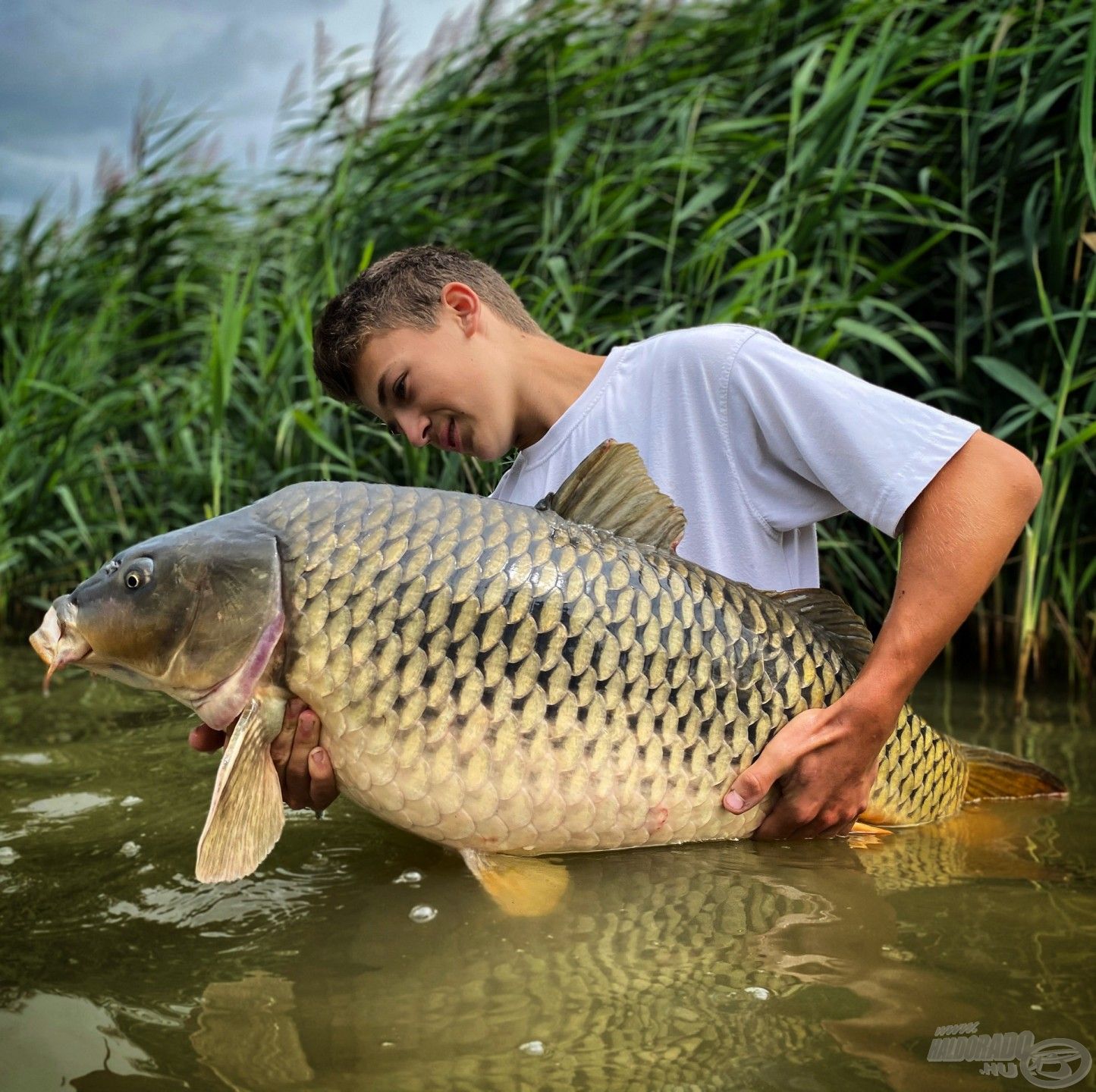 Boga tekintélyt parancsoló, morcos tőpontya