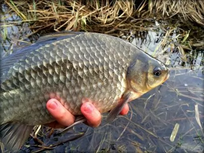 A kishal is hal, avagy szezonnyitó spiccbotozás a Zsitván