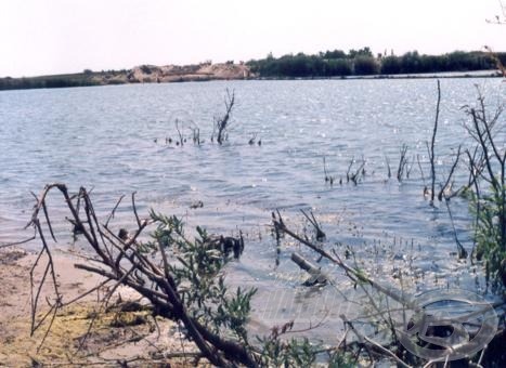A Didula-tó medrében rengeteg a hasonló haltanya