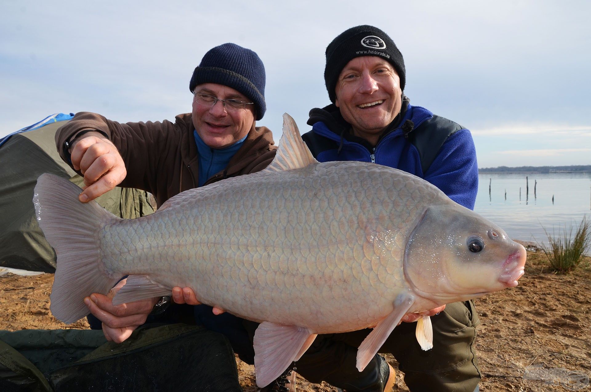 Az egyik legszebb, legkülönlegesebb hal a Buffalo Carp, olyan, mint egy óriási dévérkeszeg