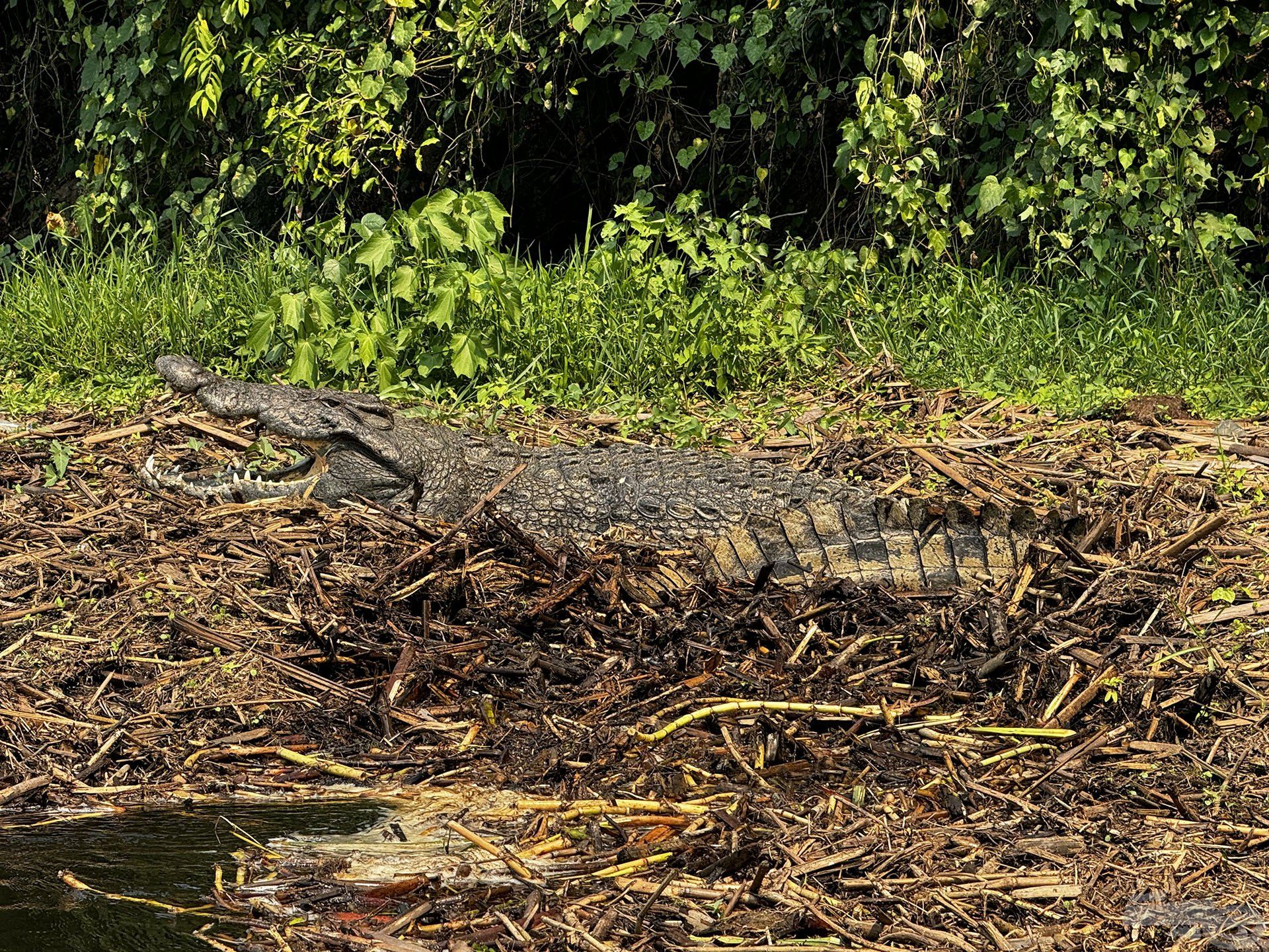 A folyó legveszélyesebb ragadozója a nílusi krokodil, amely az óvatlan embereket sem kíméli!