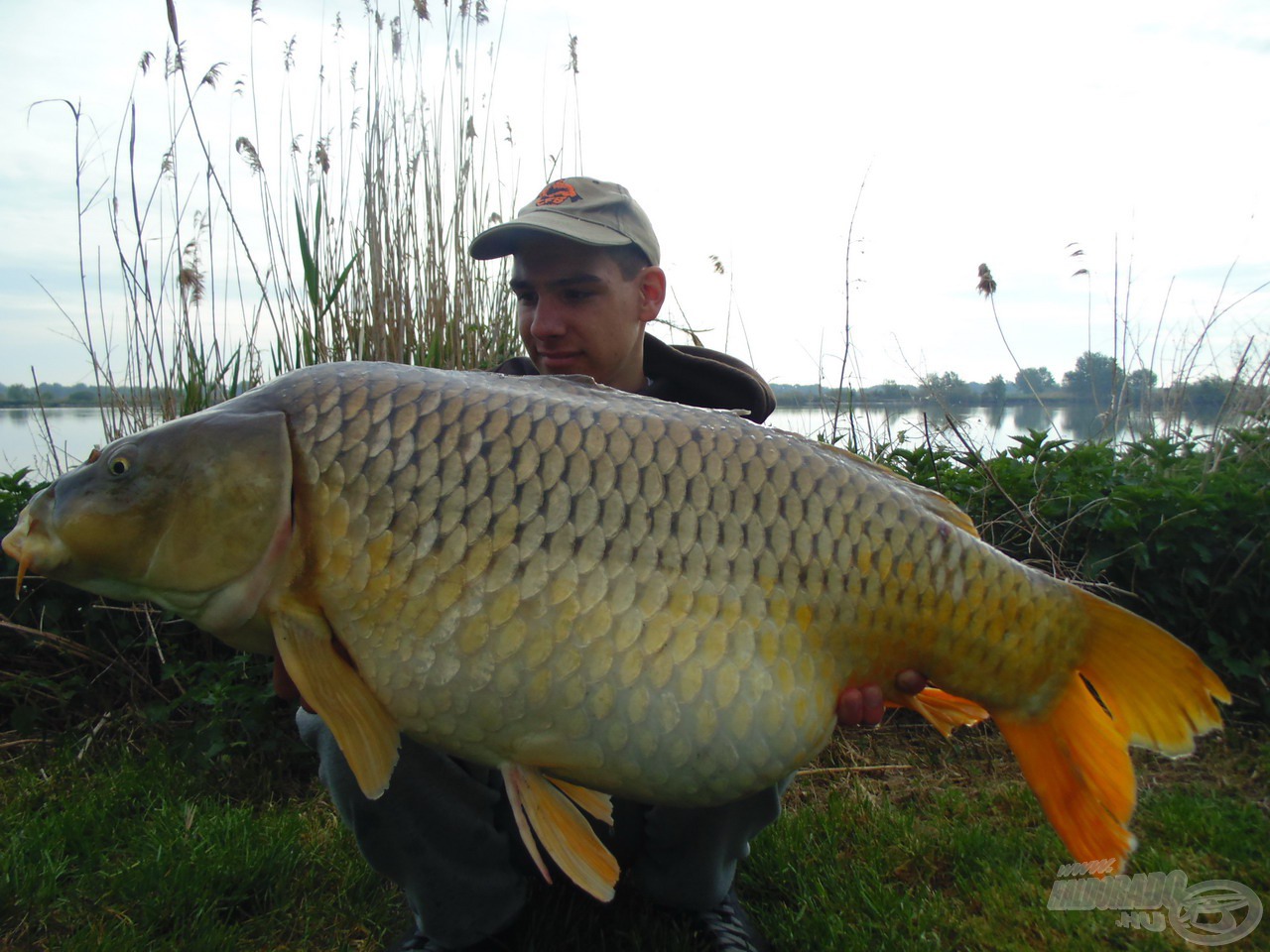 2015 tavaszán már 20 kg-ot meghaladó pontyfogás is jelentkezett