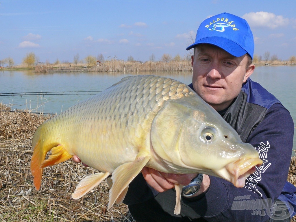  Ez a csodálatos tőponty sem bírt ellenállni a rafináltan felkínált finom kukoricának 