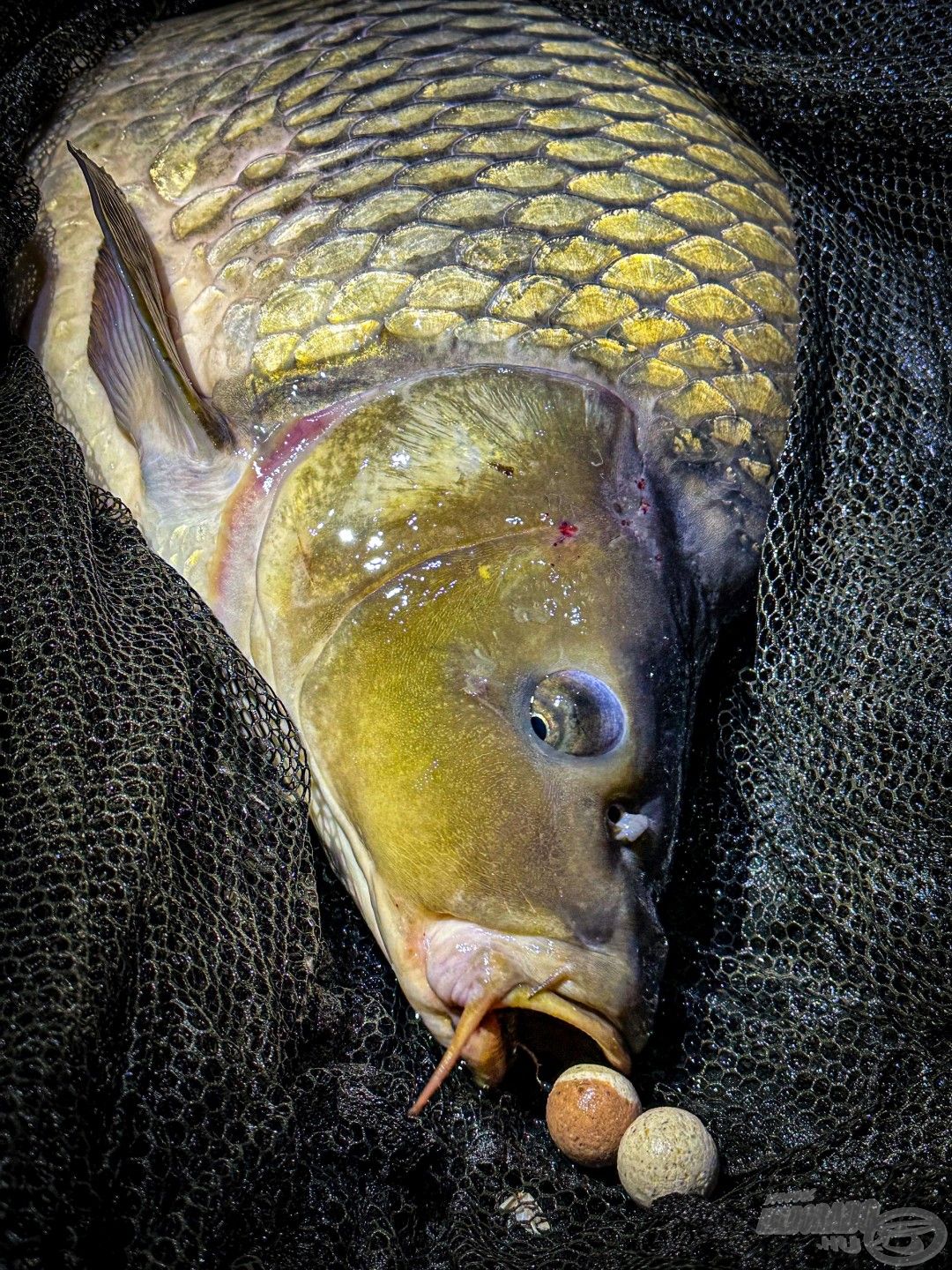 A nagy pontyok választása