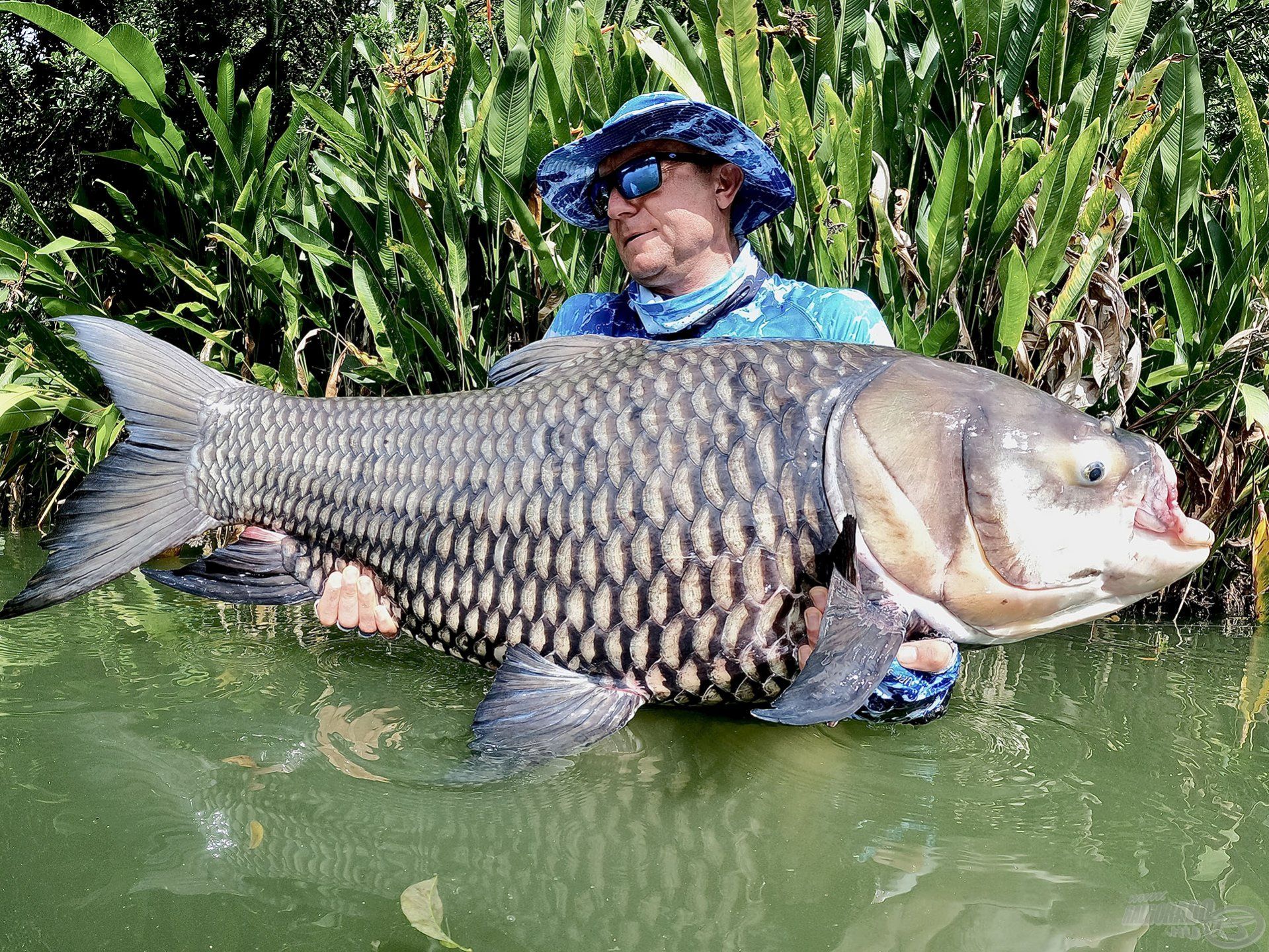 Egy újabb óriás sziámi harcos