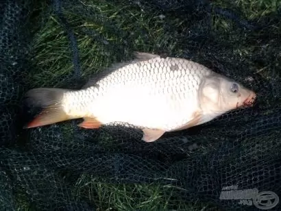 A Tisza folyó igazi virágai