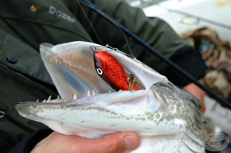 A mohó csuka nem tudott ellenállni a Stickbait (Maas Marauder) mozgásának