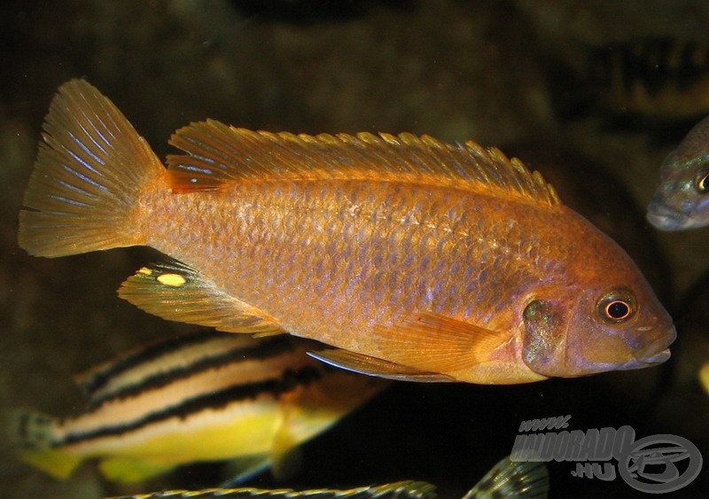 <i>Iodotropheus sprengerae</i> - levendula sügér