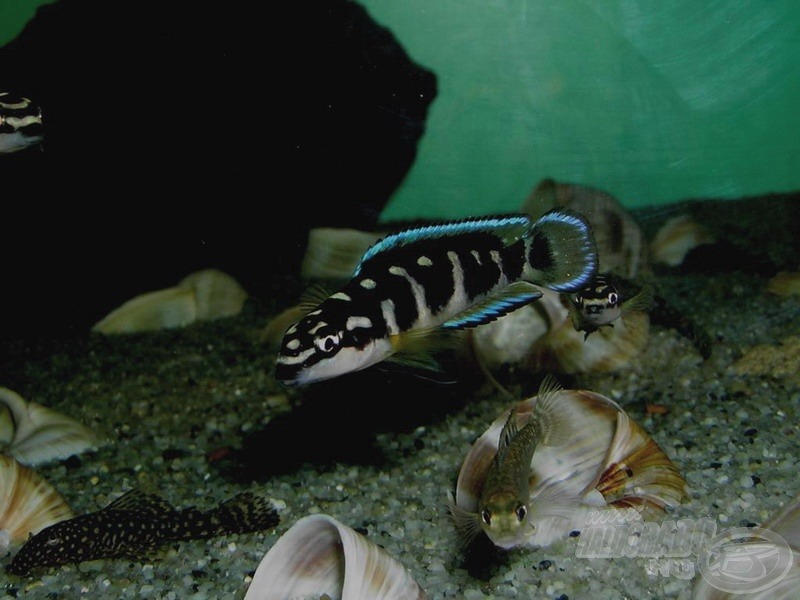 Fiatal foltos torpedósügér - <i>Julidochromis transcriptus</i>