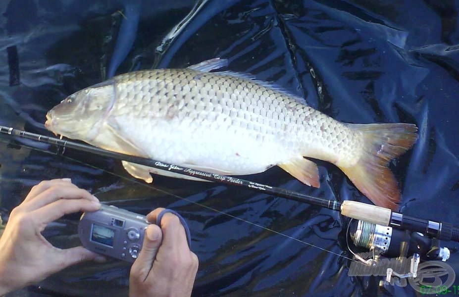 Aggressive Carp Feederbottal kifogott legnagyobb halak