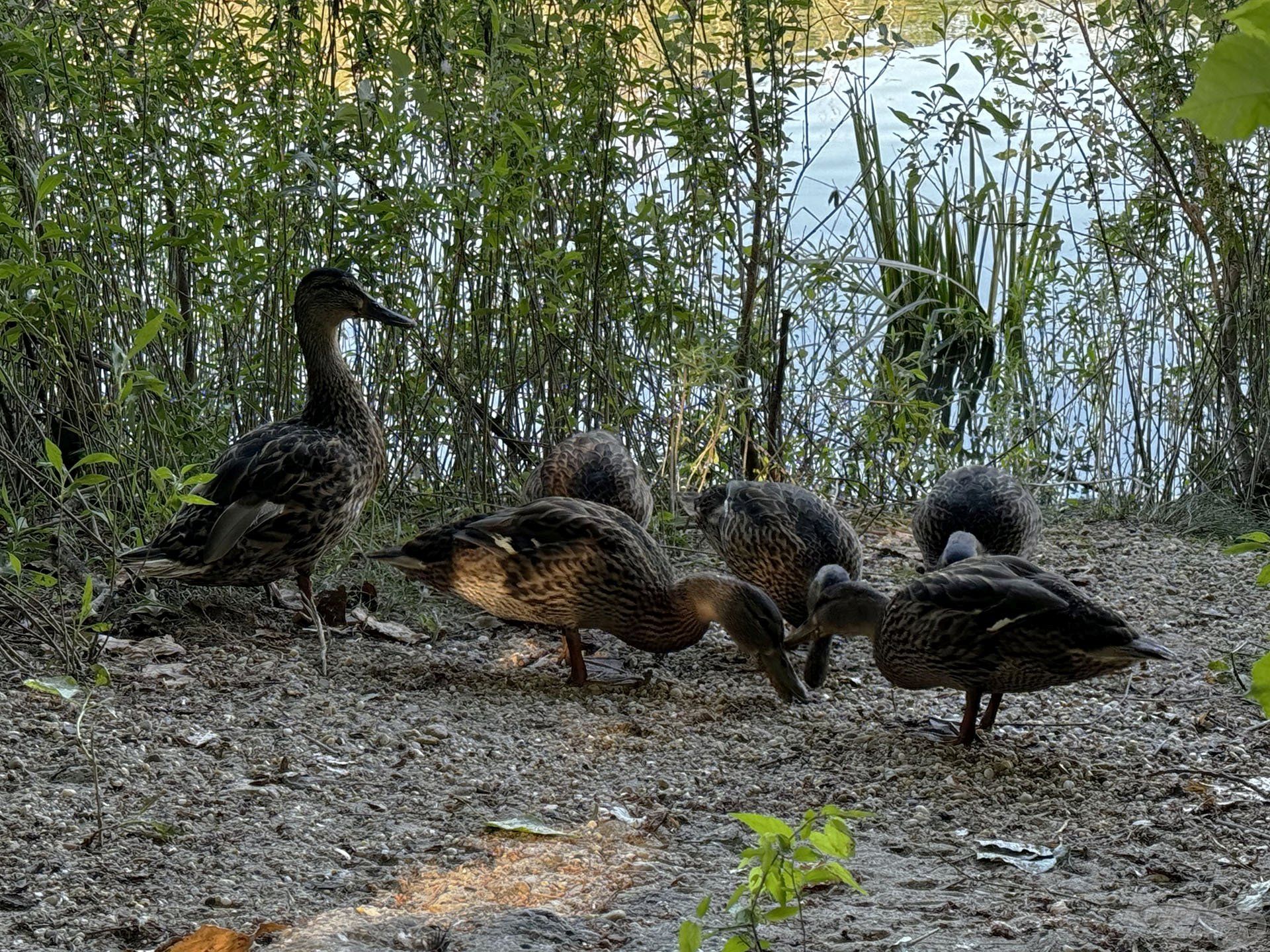 A lelkes követők, akik a maradványokat eltakarítják, mindenhol megtalálnak minket 