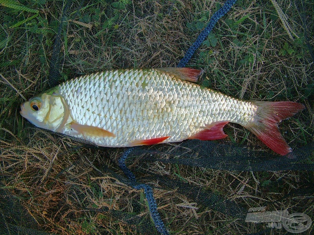 Rudd - vörösszárnyú keszeg (Scardinius erythrophtalmus)