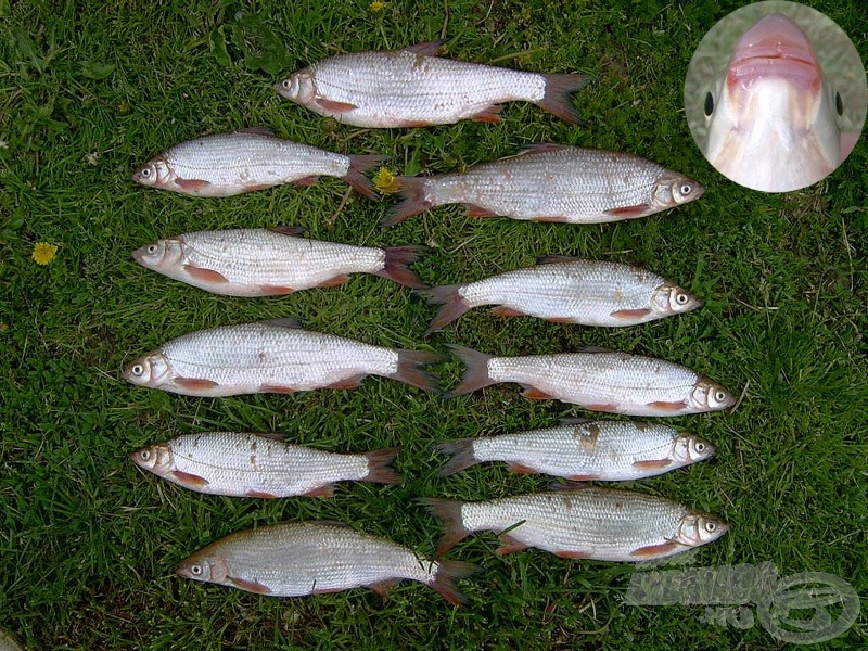 beaked carp - paduc (Chondrostoma nasus)