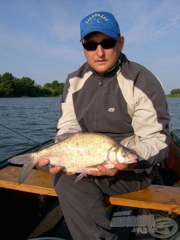 bream - dévérkeszeg (Abramis brama)