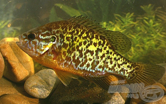 Yellow sunfish - naphal (Lepomis gibbosus)