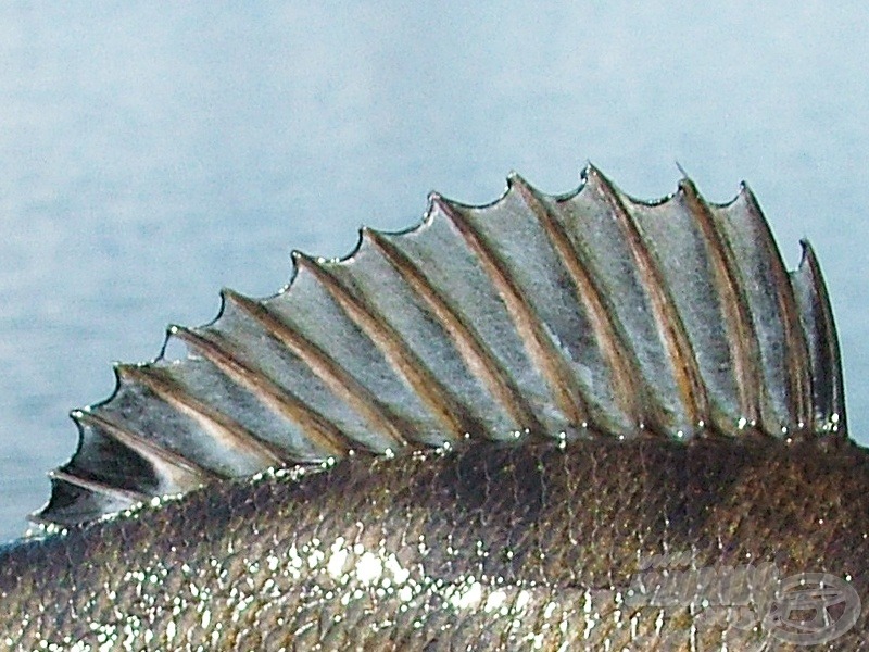 Dorsal spines - kemény hátúszó sugarak