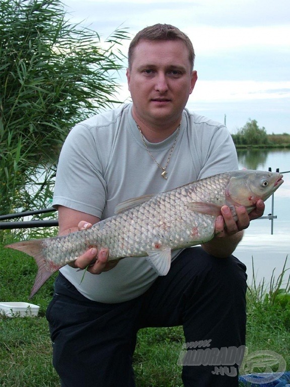 Grass carp - amur (Ctenopharyngodon idella)