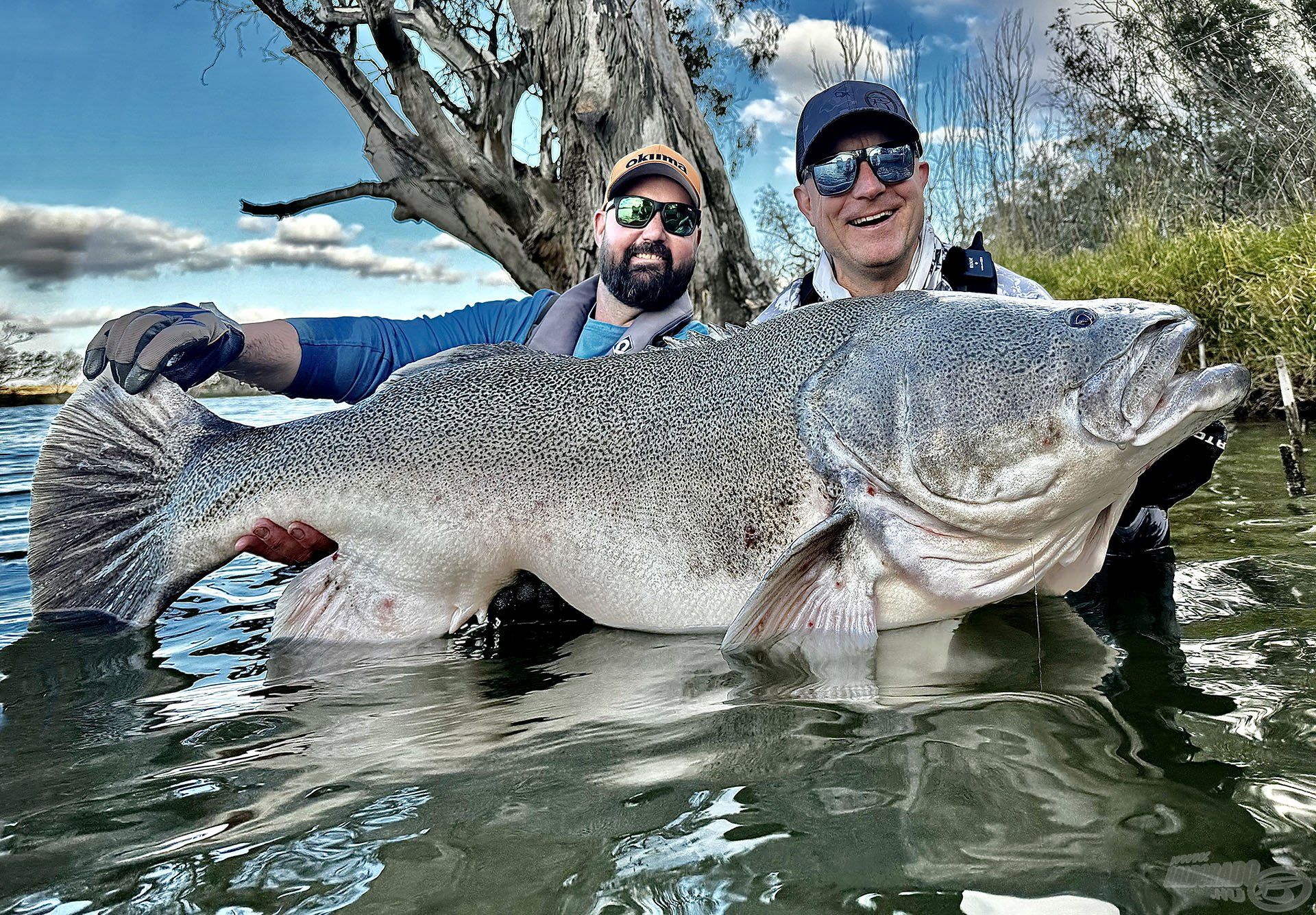 Ausztrália legnagyobb édesvízi ragadozója a Murray Cod