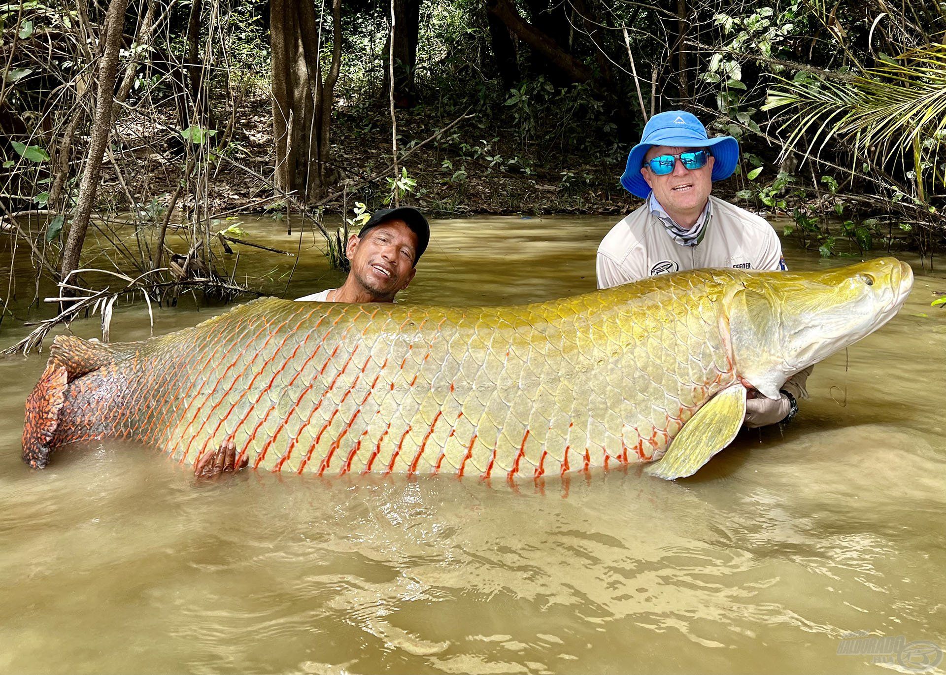 Dél-Amerika legnagyobb édesvízi ragadozója az arapaima