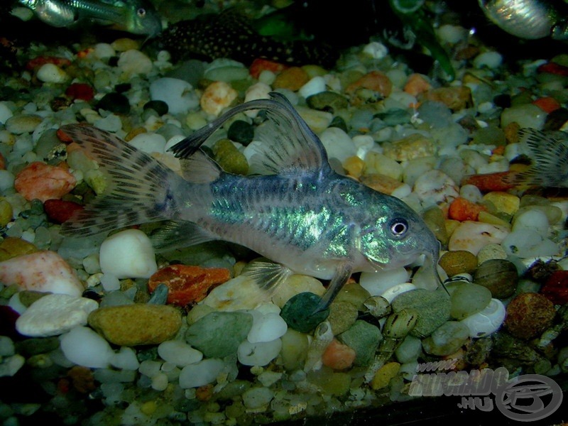 <i>Corydoras paleatus</i> - foltos páncélosharcsa. Az egyik legkönnyebben szaporítható faj, 7-8 cm-es testhosszával nagynak számít