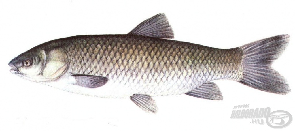 Amur (Ctenopharyngodon idella)