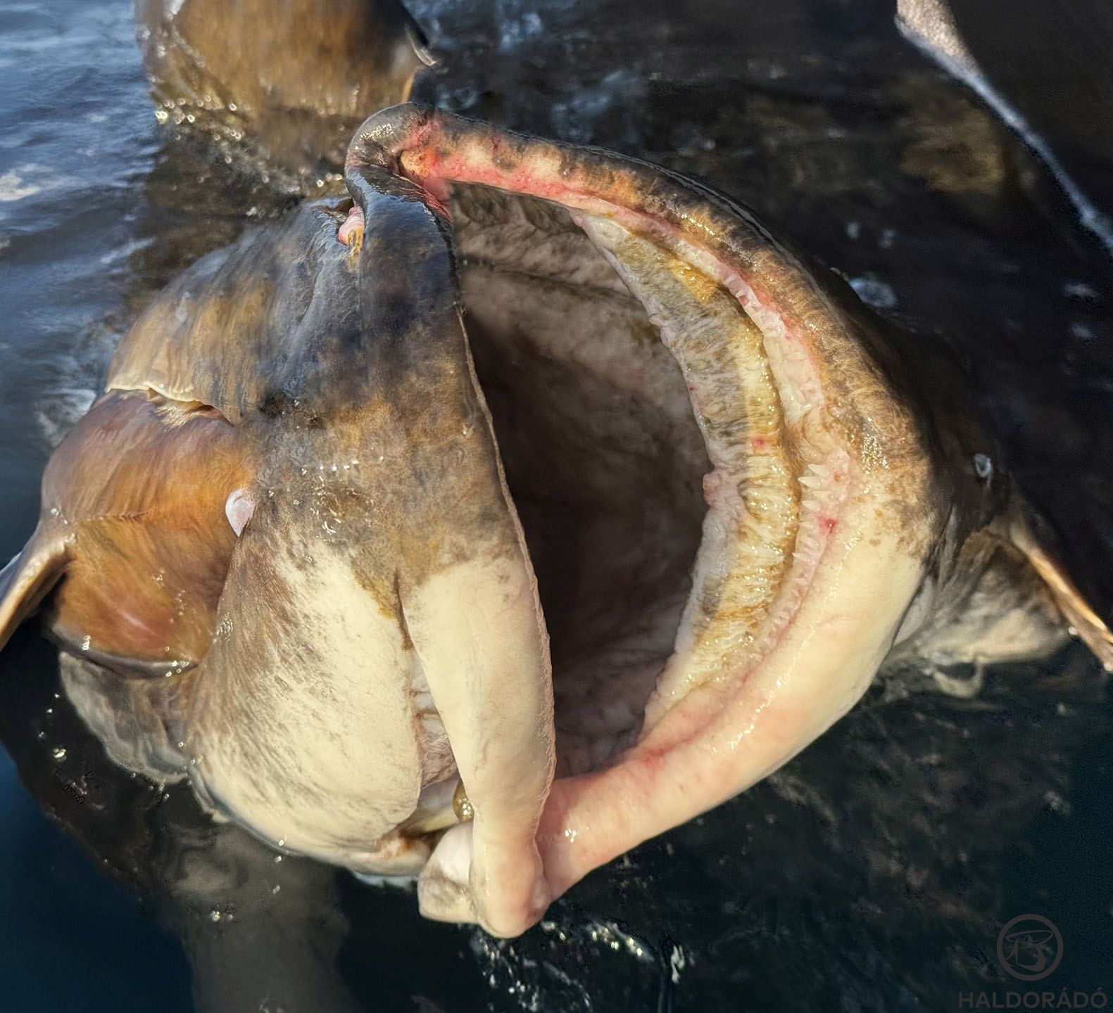 A hatalmas hal hatalmas szája