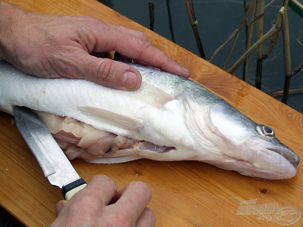 A hasfal végigvágása közben másik kezünkkel a hal hátát támasszuk meg, így akkor sem vághatjuk meg magunkat, ha megcsúszik a kés