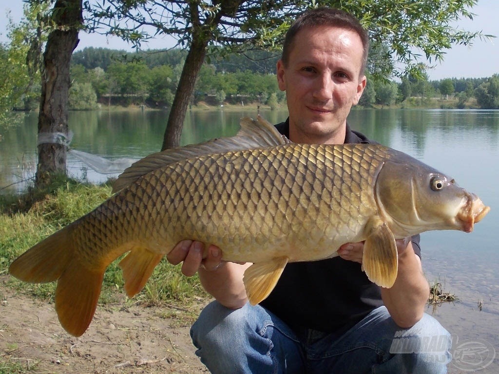 5,5 kg-os harcos