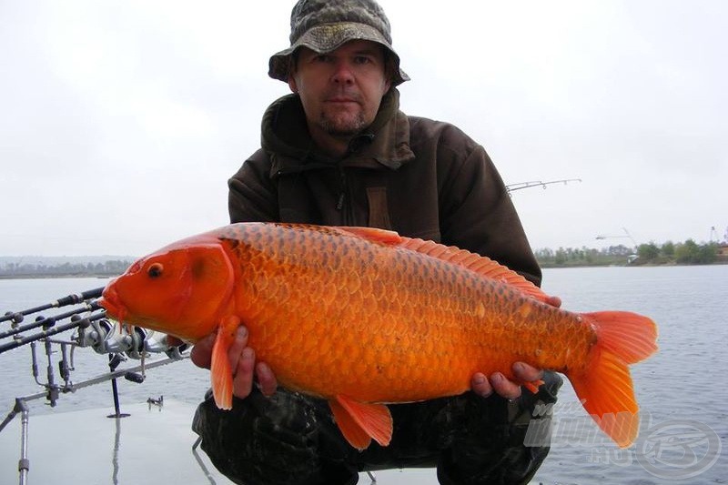 A koi pontyok is gyakori vendégnek számítanak…