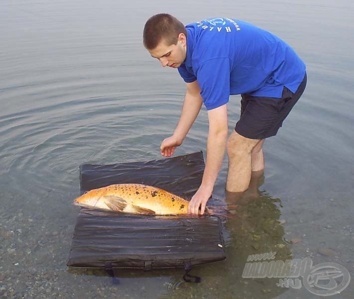 A halakkal való kíméletes bánásmód és a CATCH & RELEASE (azaz fogd meg és engedd vissza!) elv betartása minden bojlis horgász kötelessége!!!