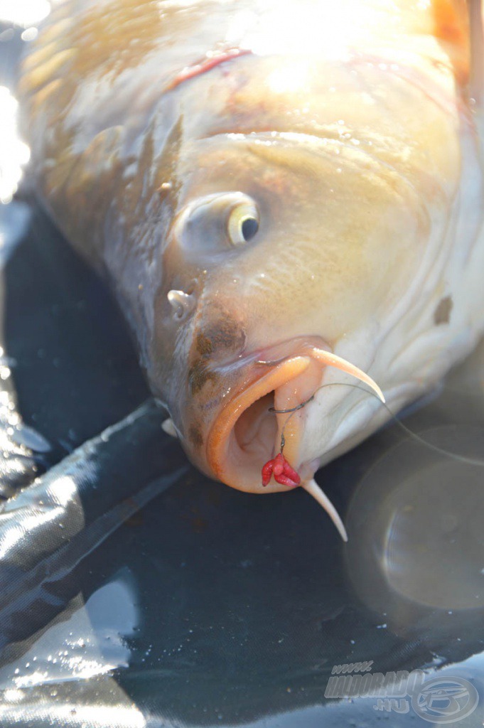 Még a gyengén táplálkozó halak is felszippantják a helyesen felkínált csalit
