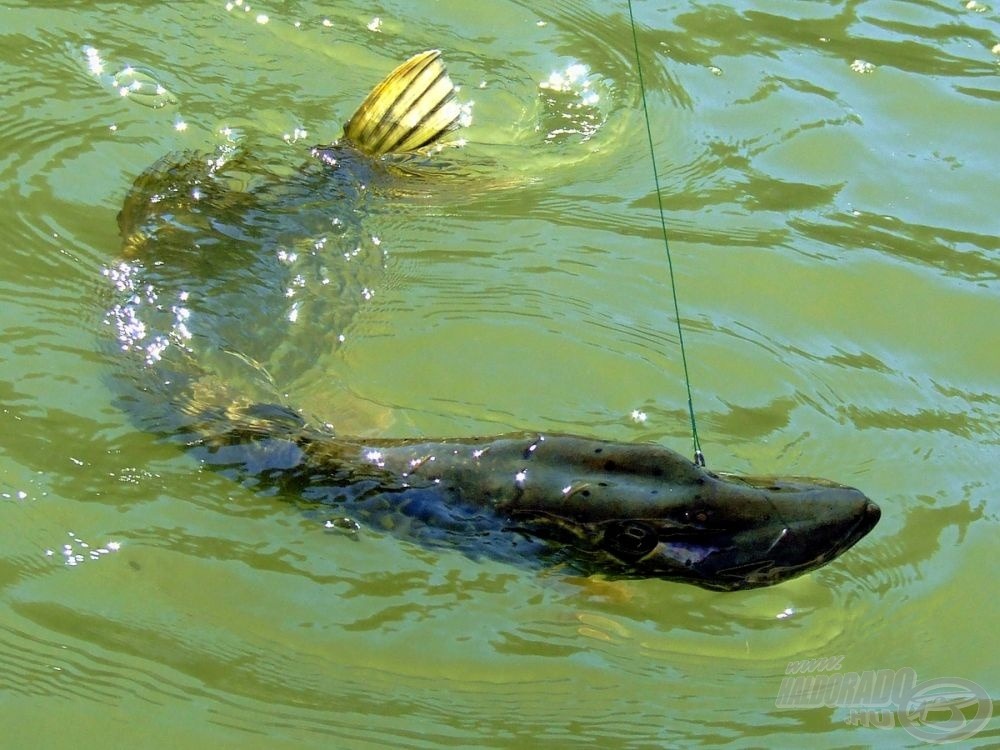 Nagyobb csukák közt viszont a legvastagabb acélelőkétől sem riadok vissza - lám, ez a ragadozó is torokra vette a kis PIKE-ot!