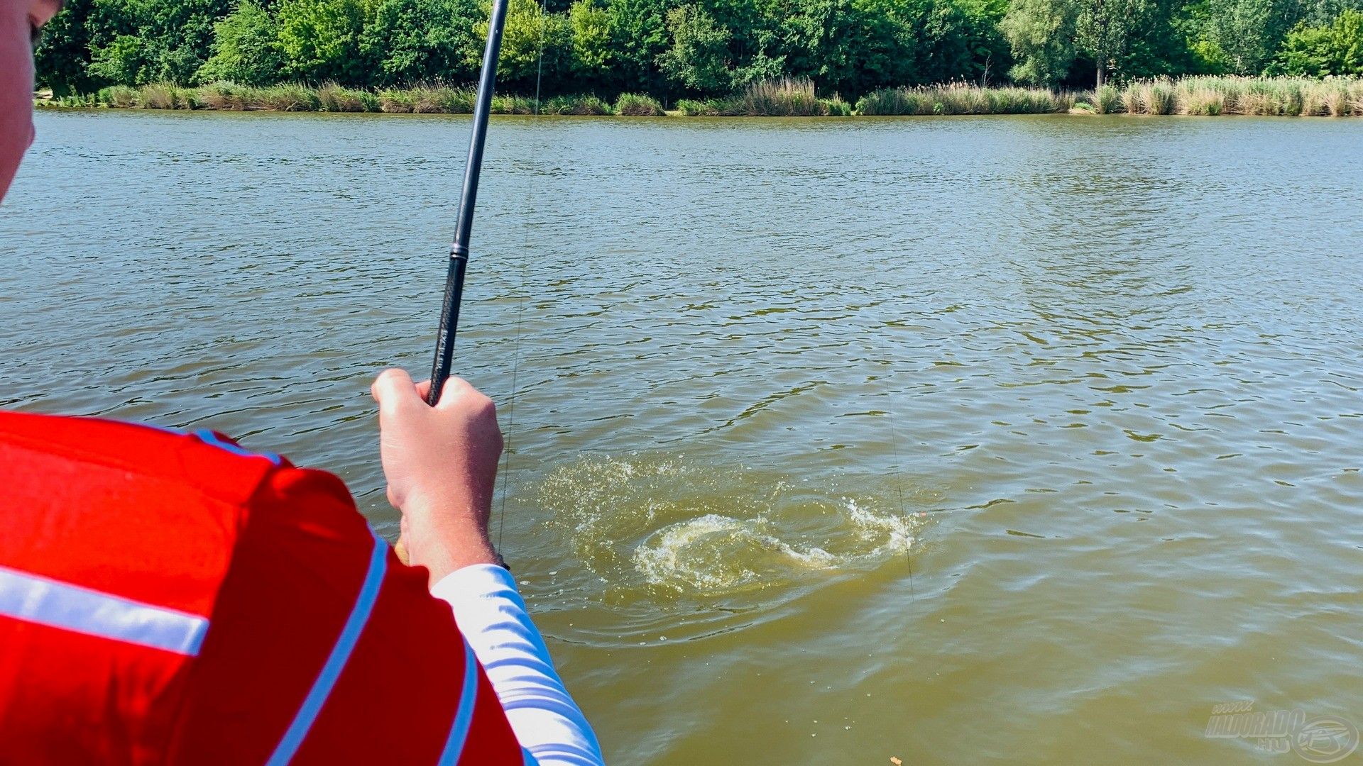 Az itteni amurok is nagyon „bikák”, jó erőben vannak