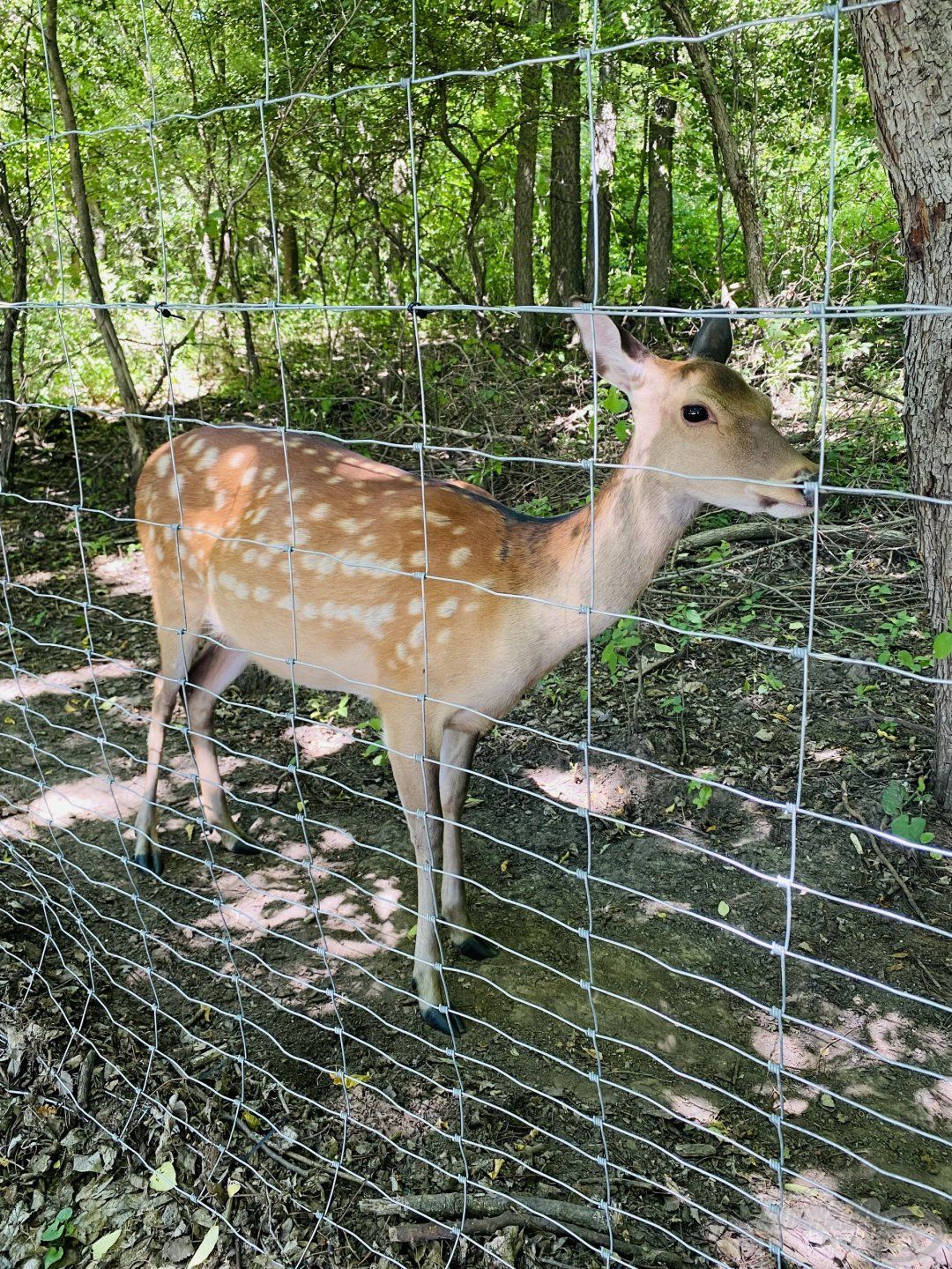 Különleges vadfajokkal is találkozhatnak az ide érkezők