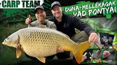 Duna-mellékágak vad pontyai