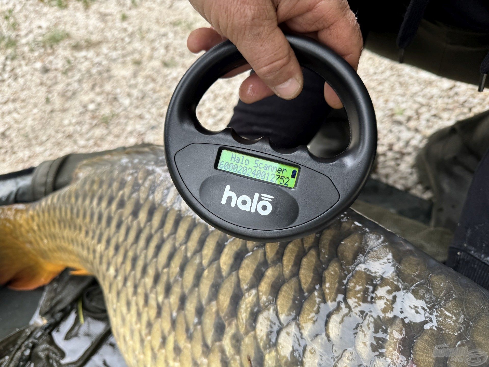 Kapott egy chipet, hiszen a 10 kiló feletti halakat itt nyomon követik