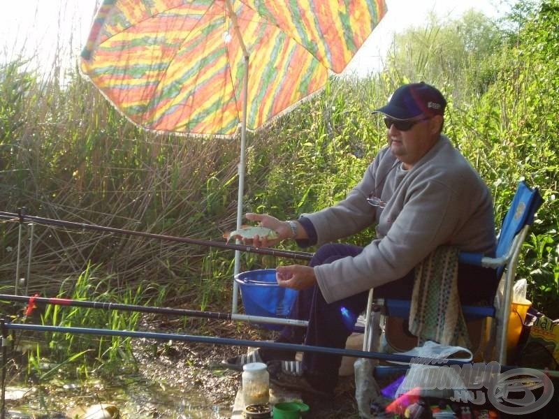 Nem nagy, de szép, színes és harcias halacska