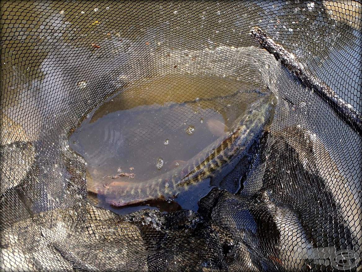 Merítőben egy kisebb dunai tigris