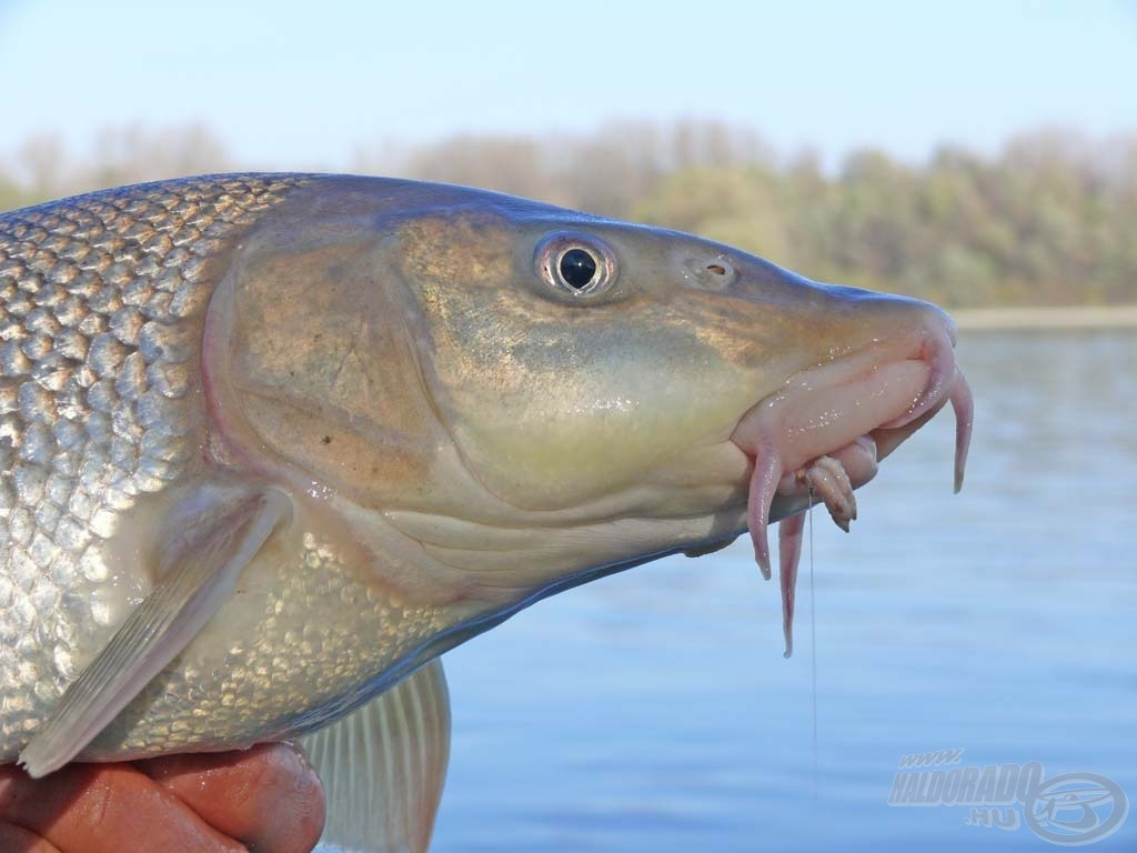 A csali (4 szem csonti) a hal szájában jól látszódik