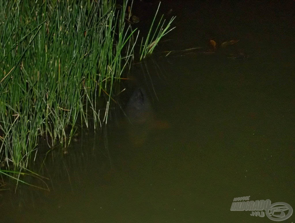 Meglepetésemre, még egy part közelében rájuk vadászó 7 kg körüli pontyot is sikerült lefotóznom