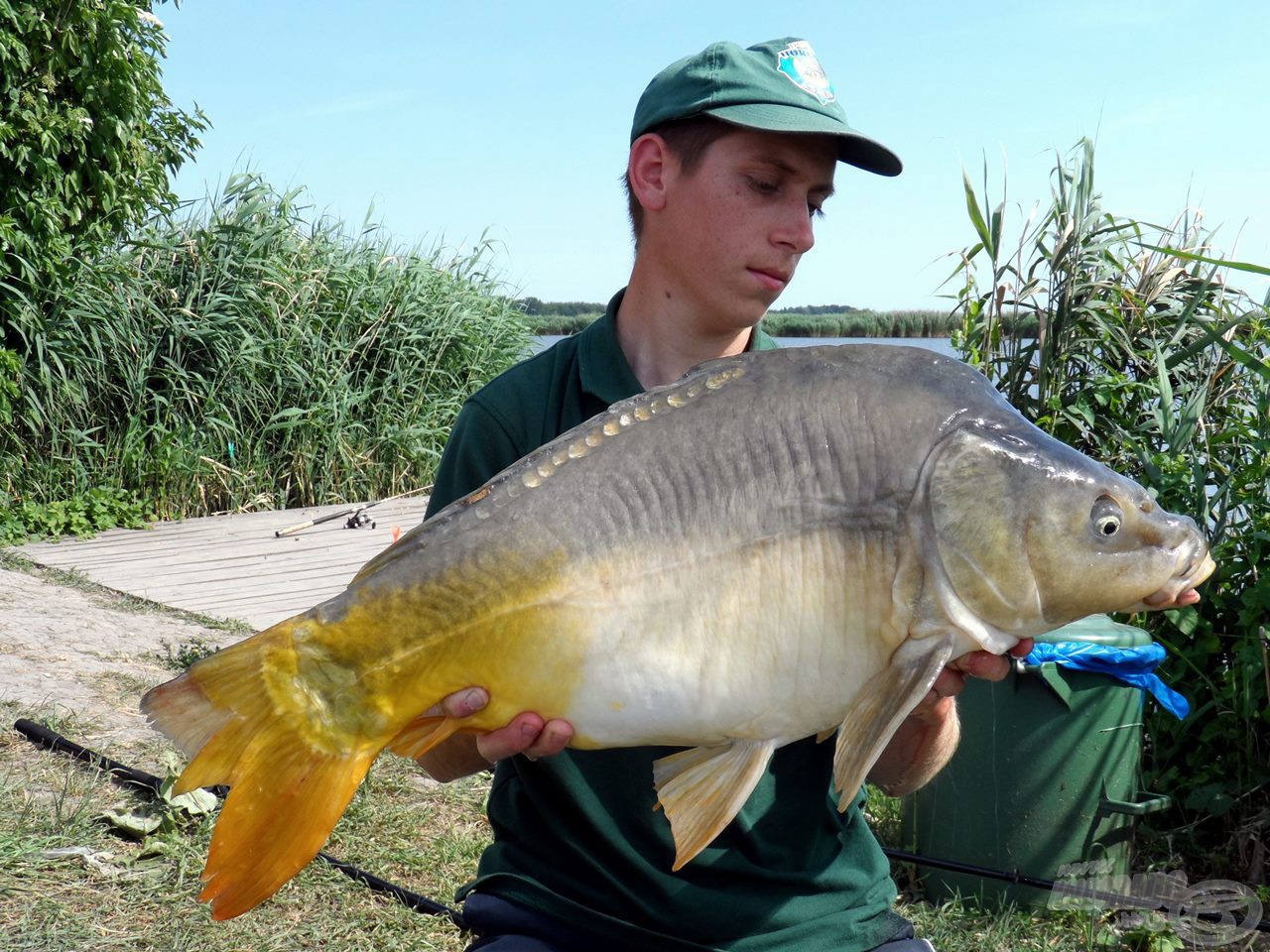 Gyönyörű, öreg, pocakos tükrös, mely a horgászat legnagyobb hala lett