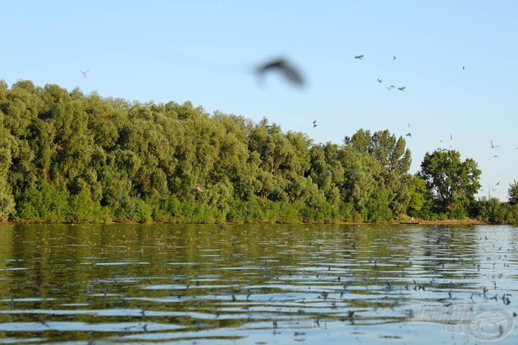 Ahogy közeledünk az este 7 órához, egyre több repülő rovart lehet látni