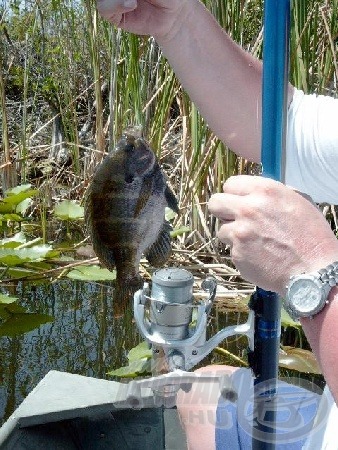 A Sunfish is gyakori hal.