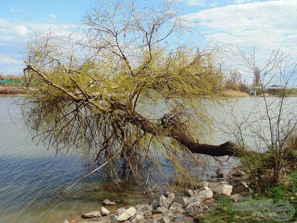 Még ez a kidőlt fa is zöldül