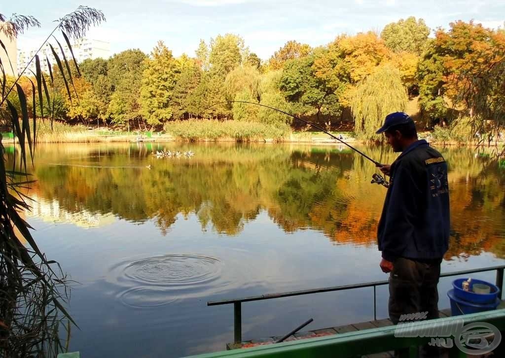 Az itteni pontyok nagyon jó küzdők