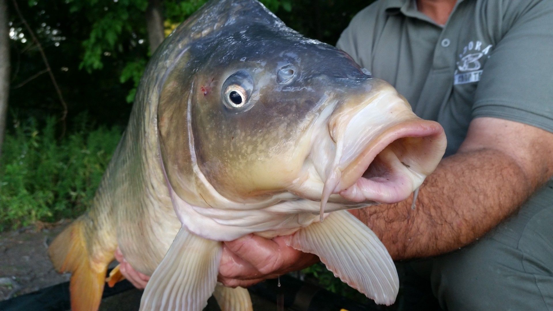 A folyóvízi halak szája lényegesen vastagabb, mint tavi testvéreiknek