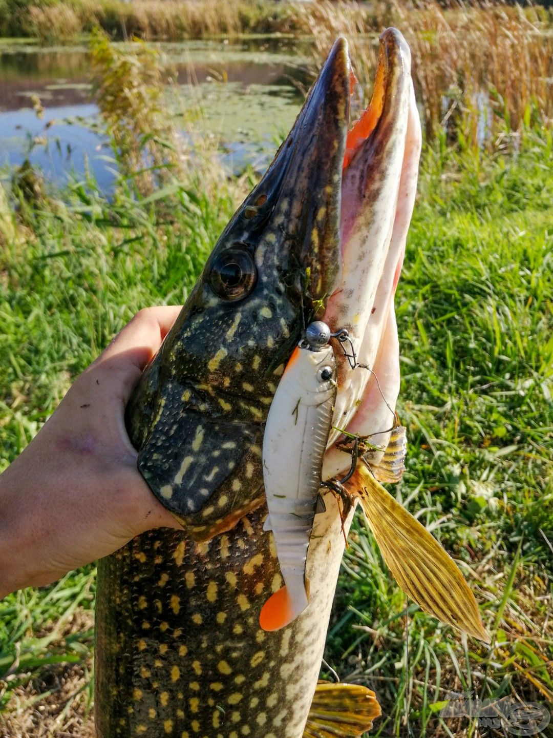 Egy tiszta vizű csatornában sikerült becsapni ezt a vad csukát